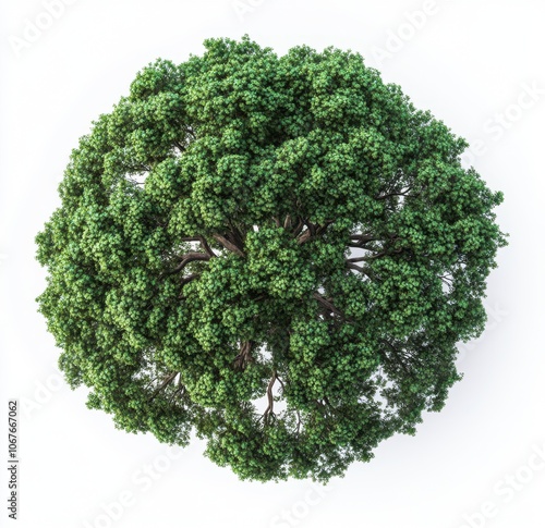 Lush green tree top view
