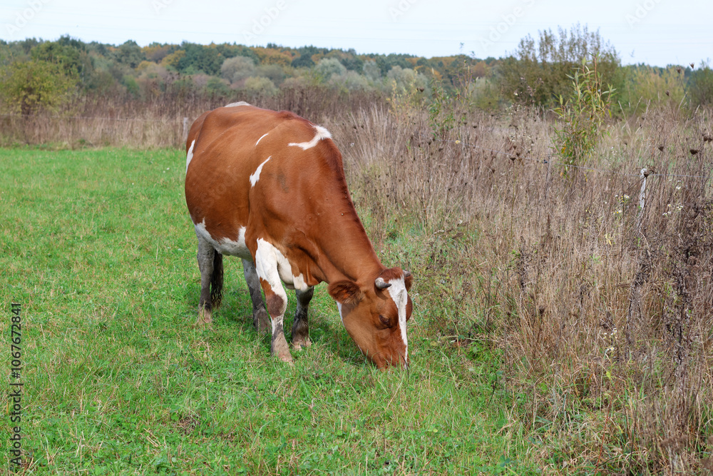 Cows graze in the pasture. Agriculture. Cattle breeding. Cows graze in the pasture. Agriculture. Cattle breeding.