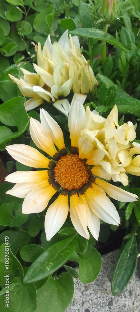 Fototapeta premium yellow flowers in the garden