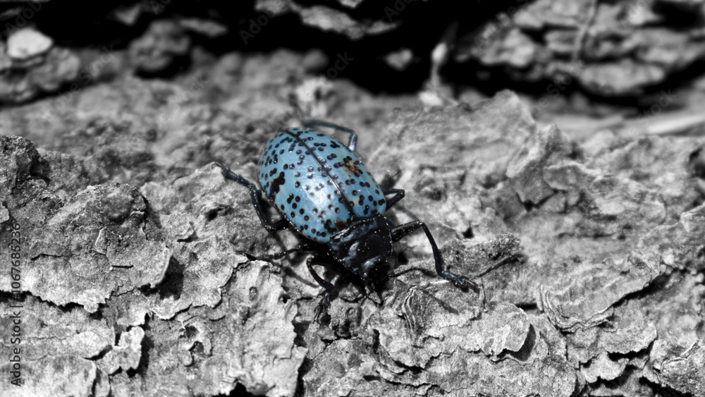 Bluest Beetle Bluest Beetle