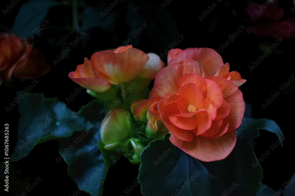 Begonia Blooms Begonia Blooms