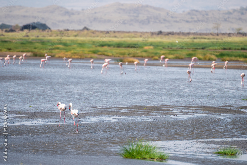Naklejka premium Flock of flamingos in water with mountains in background, Lake Natron, Tanzania