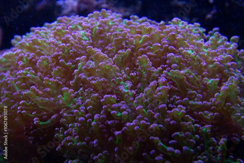 Big Hairy Mushroom soft coral