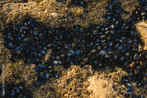 Foto densely packed cluster of small, dark-colored mussels attached to a rocky surfac