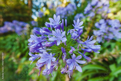 vibrant cluster of Agapanthus flowers, commonly known as African lilies, in full bloom