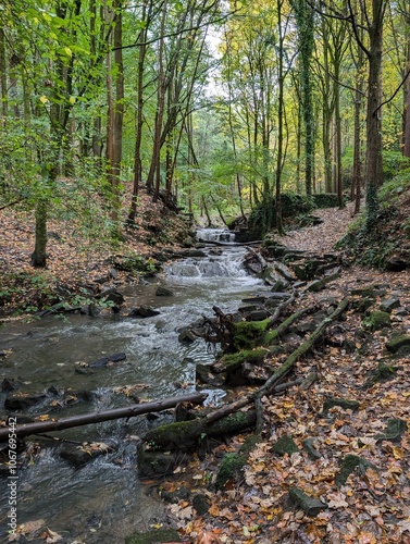 stream in the forest