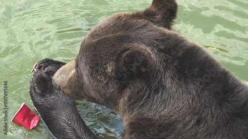 The brown bear bathes in the water and plays selflessly photo