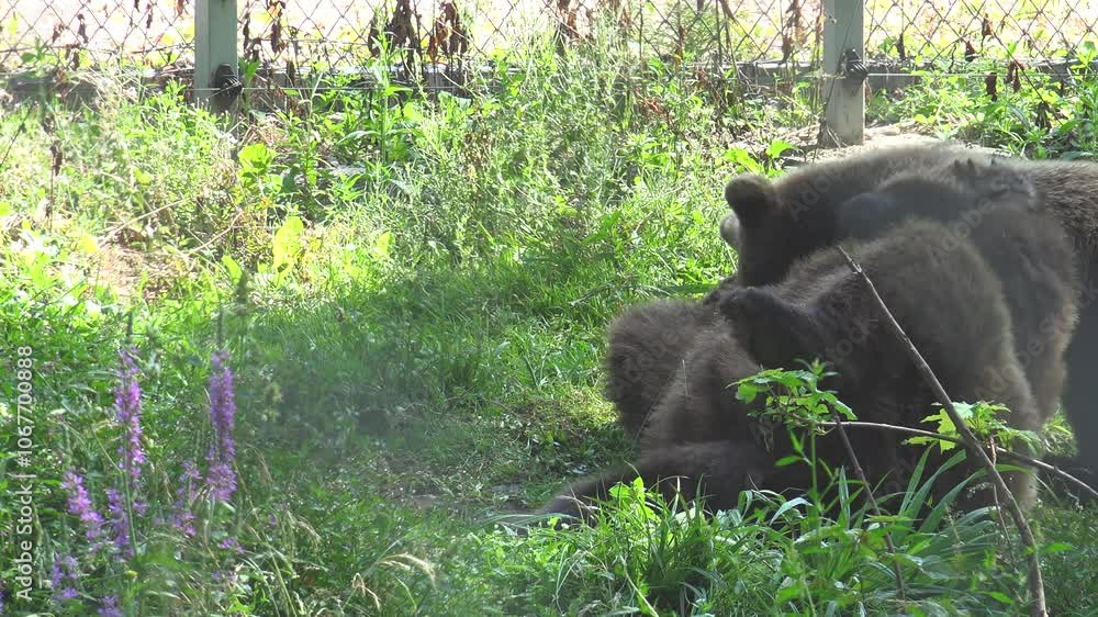 The bear happily plays with her cub in nature The bear happily plays with her cub in nature