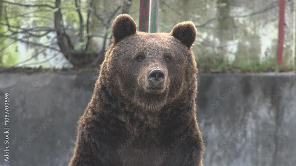 Brown bear in natural environment in the green season Brown bear in natural environment in the green season