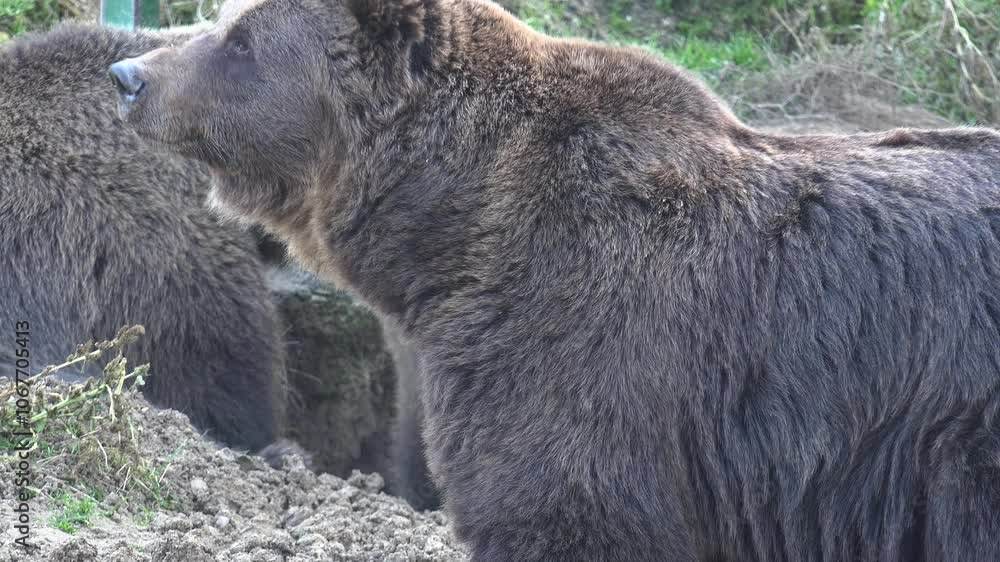 Family of brown bears digging a hole in the ground for winter shelter Family of brown bears digging a hole in the ground for winter shelter
