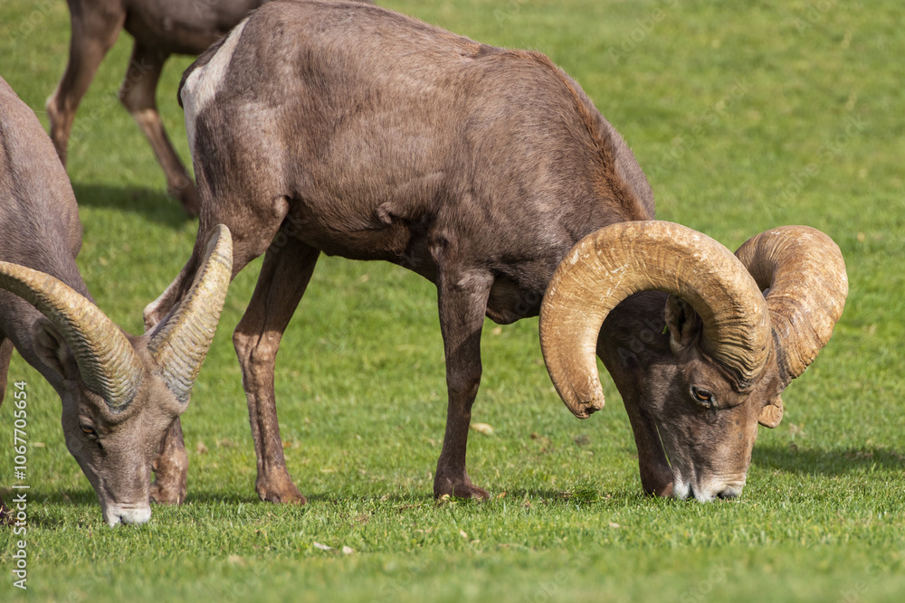 Bighorn sheep herd grazing on grass
Bighorn sheep herd grazing on grass