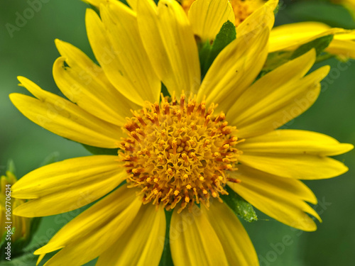 Verbesina encelioides (Cav.) Benth. and Hook. f. ex A. Gray Cowpen Daisy, Golden crownbeard, Butter Daisy Asteraceae (Aster Family) photo