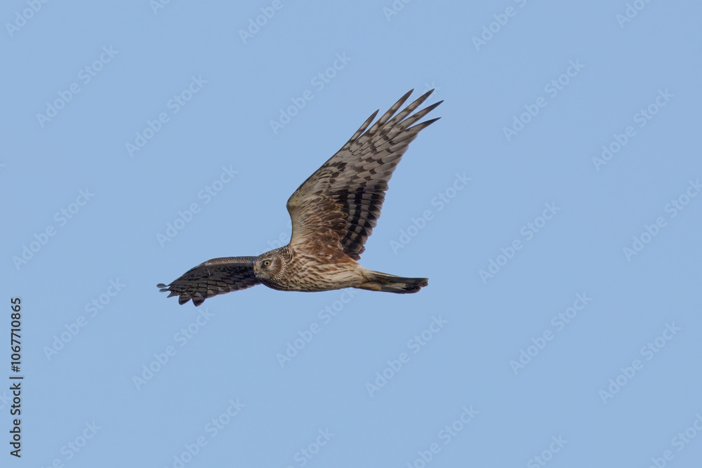 Obraz premium 飛翔するハイイロチュウヒの雌