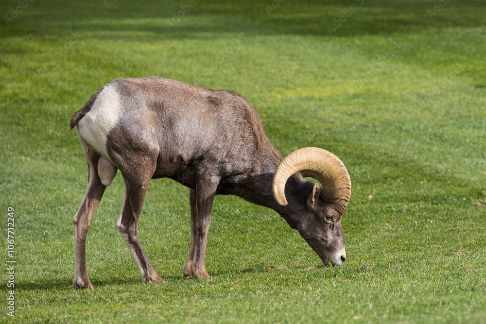 Bighorn sheep grazing on grass Bighorn sheep grazing on grass