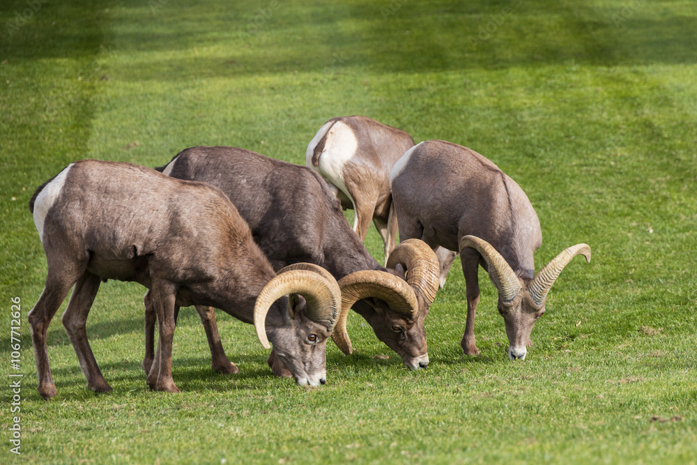 Bighorn sheep herd grazing on grass
Bighorn sheep herd grazing on grass