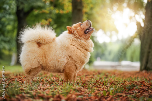 Obraz na płótnie Happy dog chow-chow in the autumn park. w salonie