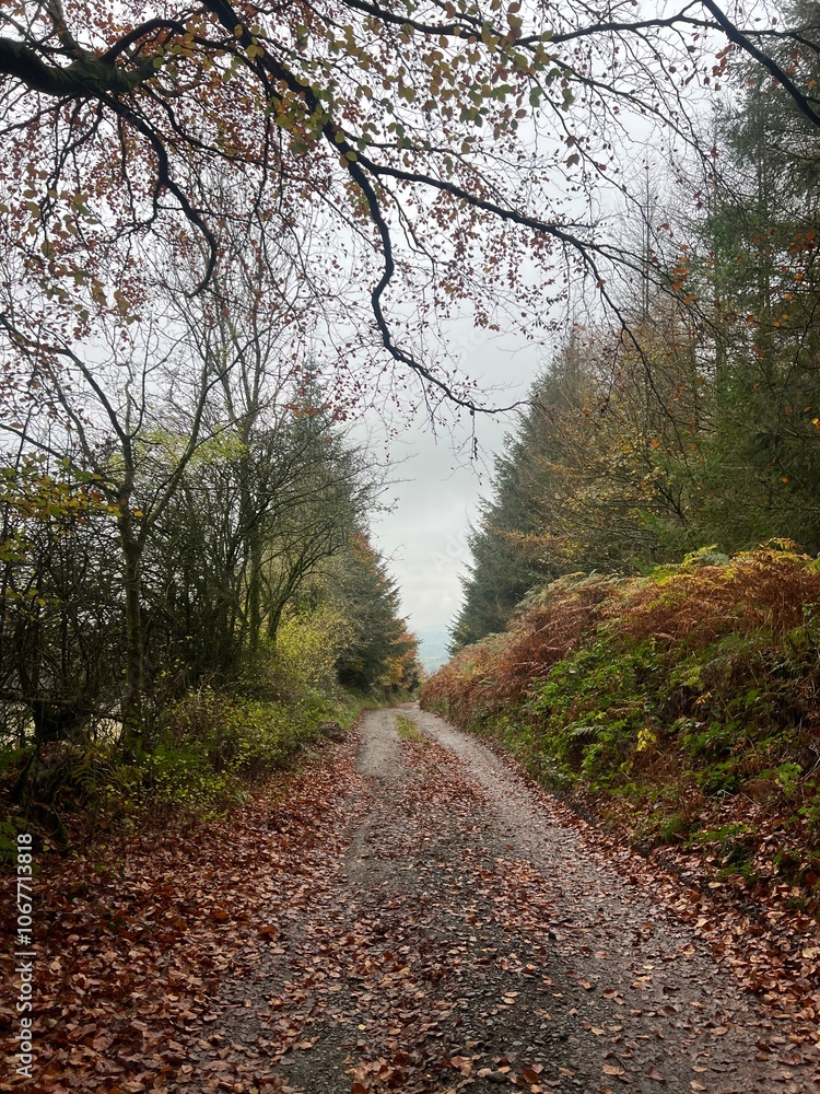 Obraz premium Fall nature trail