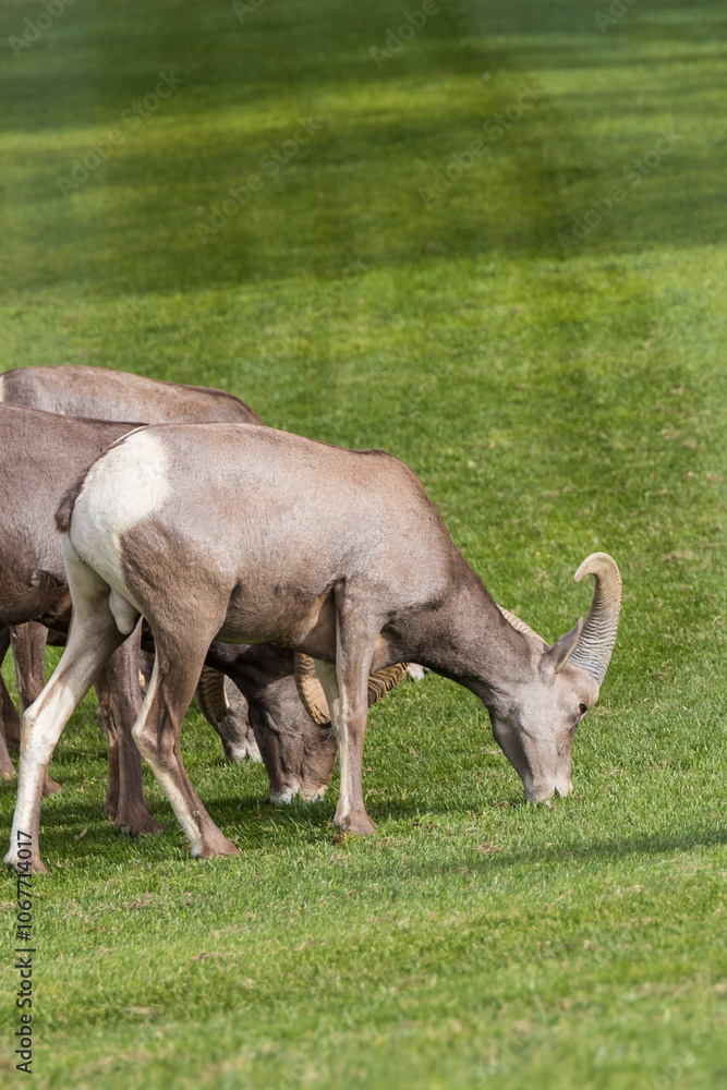 Bighorn sheep herd grazing on grass
Bighorn sheep herd grazing on grass