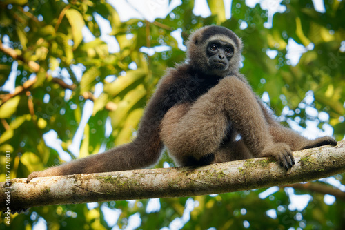 Eastern or Northern grey gibbon Hylobates funereus primate in the gibbon family Hylobatidae, endemic to northeastern Borneo in Kalimantan, Sarawak and Brunei, monkey in the top of the tree photo