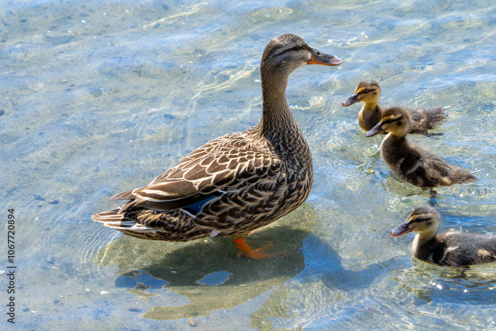 Female mallard duck in breeding plumage with brood of chicks Female mallard duck in breeding plumage with brood of chicks