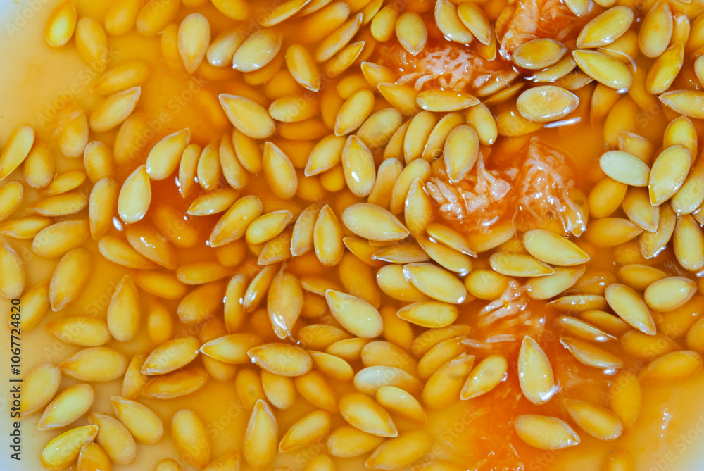 Melon seeds in a white plate, surrounded by juice and natural fiber, detail of texture and natural shapes. Melon seeds in a white plate, surrounded by juice and natural fiber, detail of texture and natural shapes.