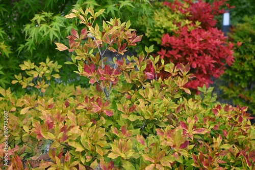 Japanese enkianthus tree. In Japan, it is called Dodan-tsutsuji. You can enjoy flowers in spring, fresh greenery in early summer, and autumn leaves in autumn. photo