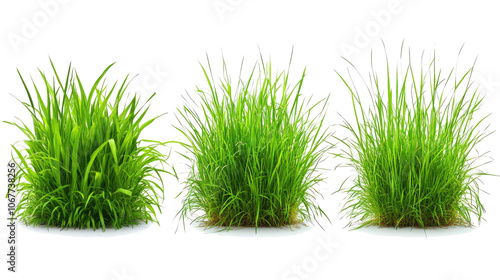 Tussocks of Grass in Various Heights on a Transparent Background Generative AI