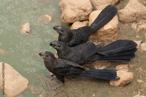 Three smooth-billed ani photo