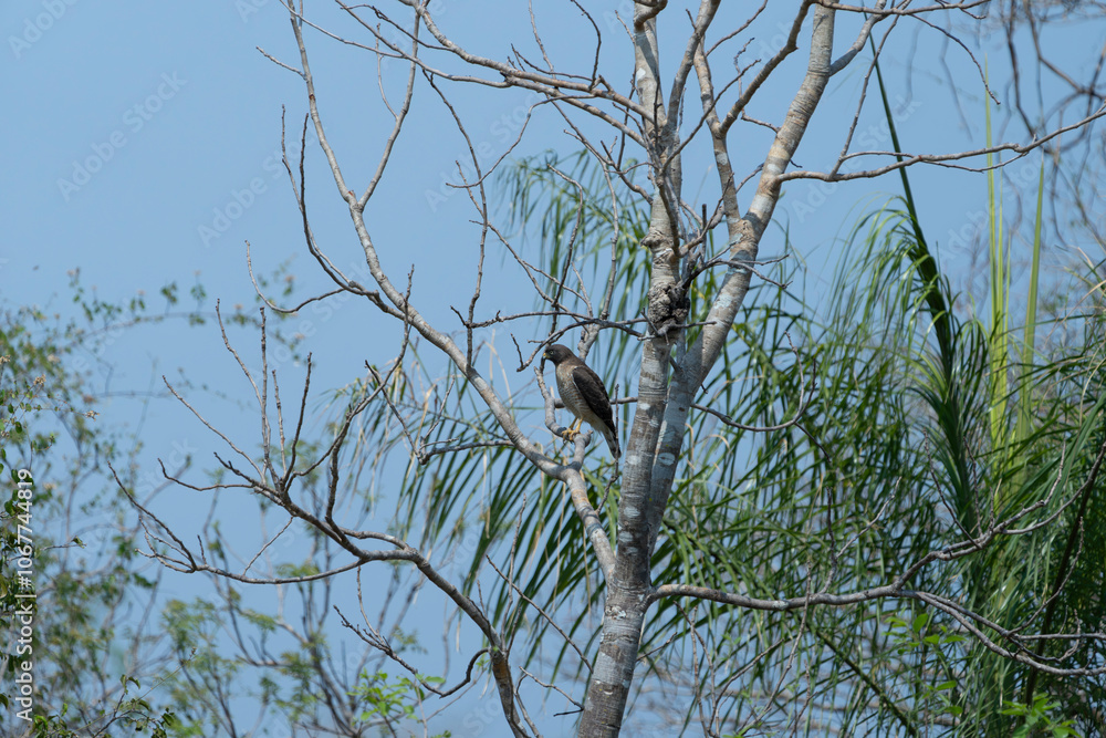 Roadside hawk perched high in tree Roadside hawk perched high in tree