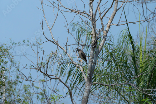 Roadside hawk perched high in tree photo