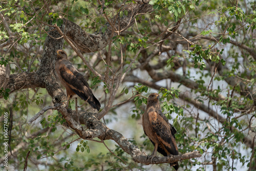 Savannah hawk photo