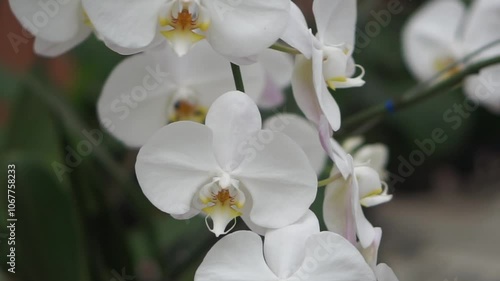 4K footage of Phalaenopsis amabilis on a tree, commonly known as moon orchid in Indonesia. Beautiful white moon orchid flowers swaying in the wind photo