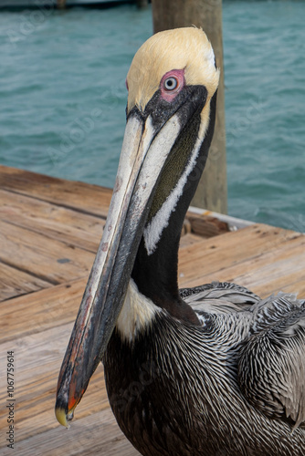 pelican on the pier