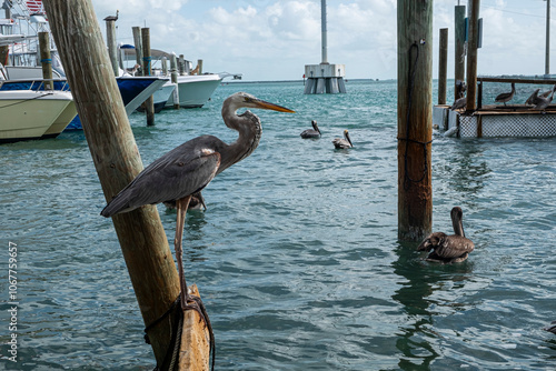 pelican on the pier