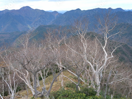 太郎山斜面のダケカンバと日光白根方面 photo