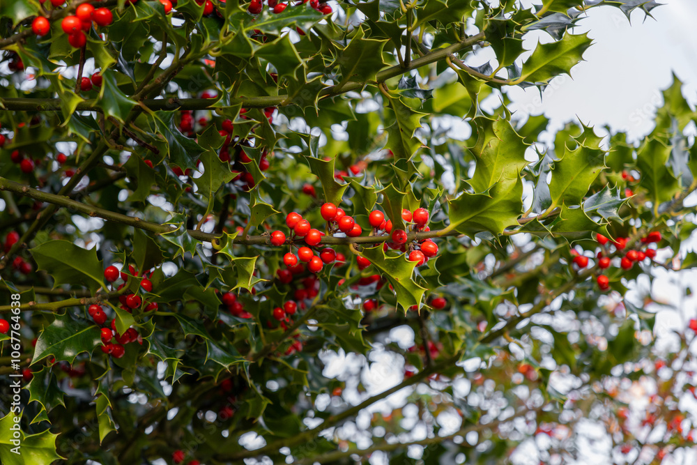 Red Holly Berries and Green Leaves, Ilex aquifolium 'Pyramidalis' Red Holly Berries and Green Leaves, Ilex aquifolium 'Pyramidalis'