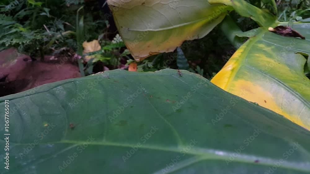 Serangga bersayap merah dan semut rangrang di daun hijau tua. Sempurna ...