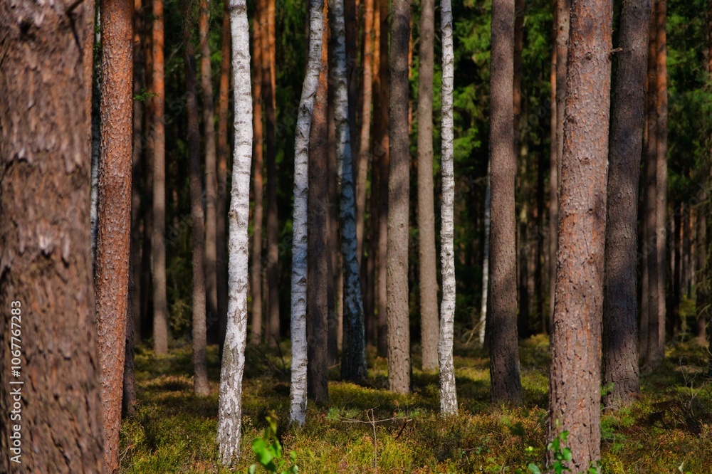 mix of trees in forest mix of trees in forest