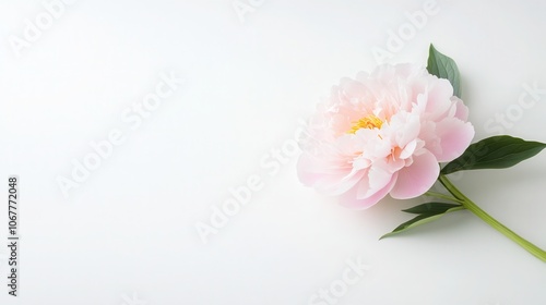 A delicate peony rests elegantly against a soft white background, showcasing its lush petals and vibrant green leaves in natural light