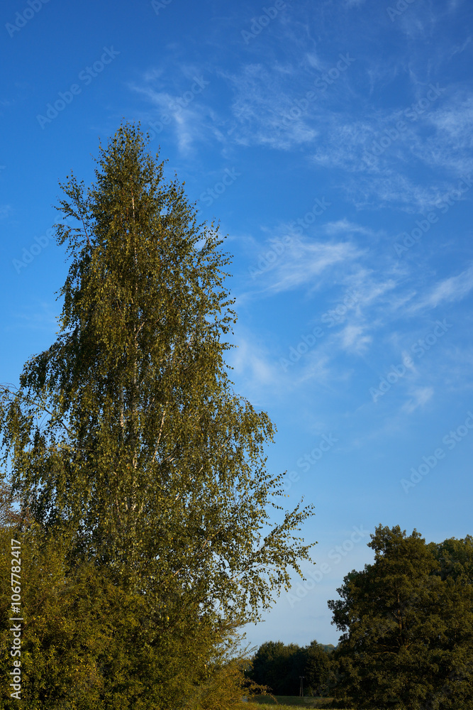 A tall birch tree with lush green leaves stands out against a bright blue sky with white clouds. The natural beauty of the tree and the peaceful landscape create a calm and idyllic atmosphere A tall birch tree with lush green leaves stands out against a bright blue sky with white clouds. The natural beauty of the tree and the peaceful landscape create a calm and idyllic atmosphere