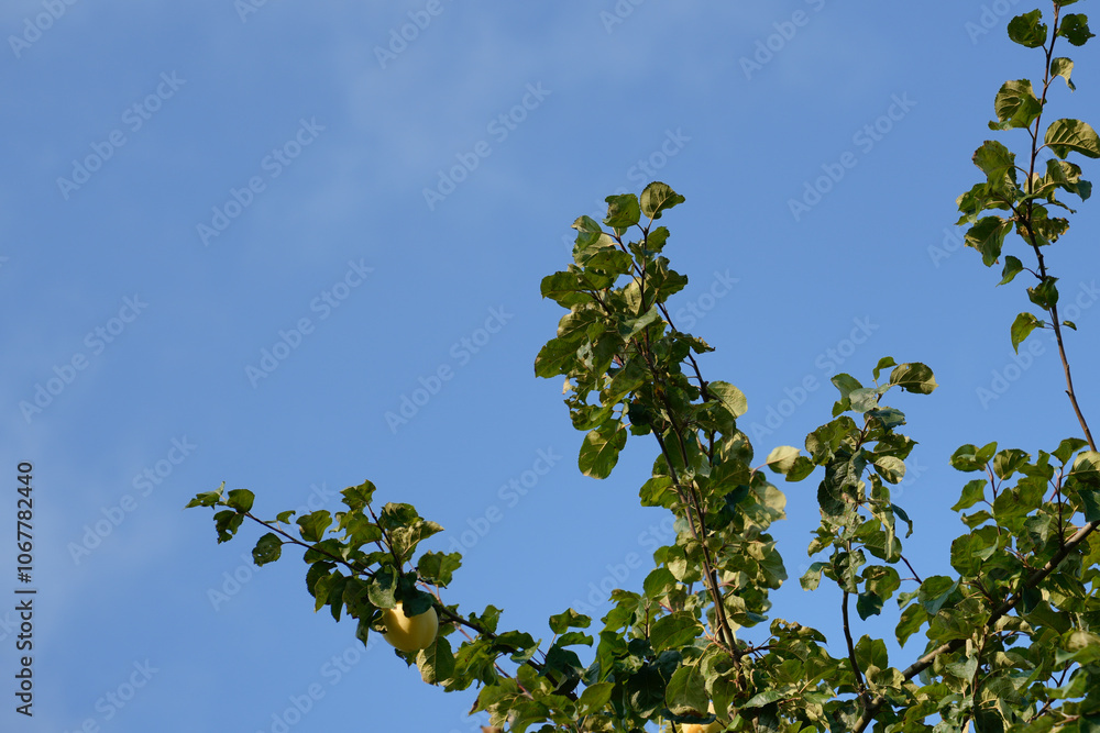 Ripe yellow apples hang on the branches of an apple tree against a clear blue sky. This image evokes the feeling of a warm summer day in an orchard, nature, healthy eating, organic produce Ripe yellow apples hang on the branches of an apple tree against a clear blue sky. This image evokes the feeling of a warm summer day in an orchard, nature, healthy eating, organic produce
