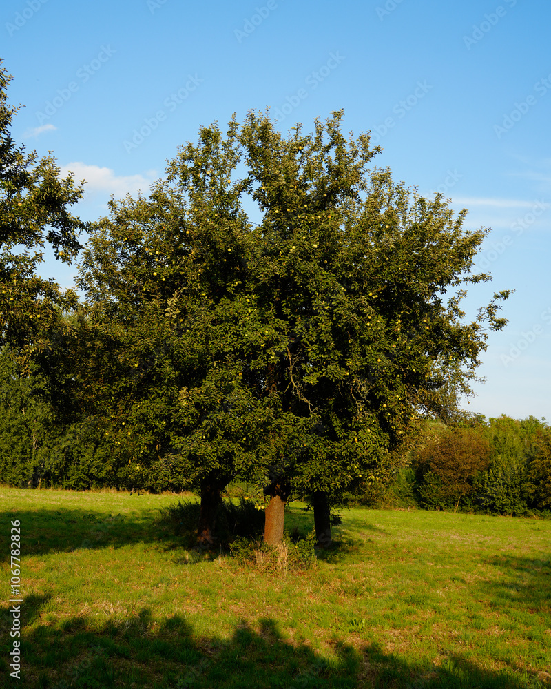 Fototapeta premium A lone tree stands majestically on a grassy field under a clear blue sky, surrounded by lush green foliage and casting a shadow on the ground. The tranquil setting conveys the beauty of nature