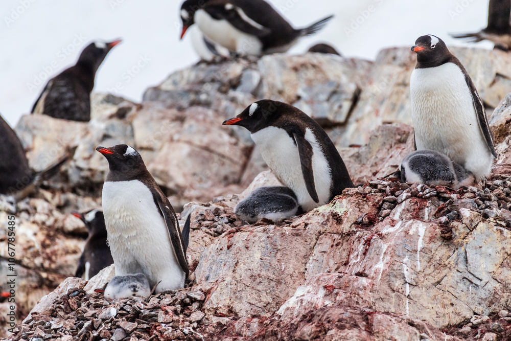 Obraz premium Close-up of Gentoo Penguin -Pygoscelis papua- at Cuverville Island, on the Antarctic Peninsula