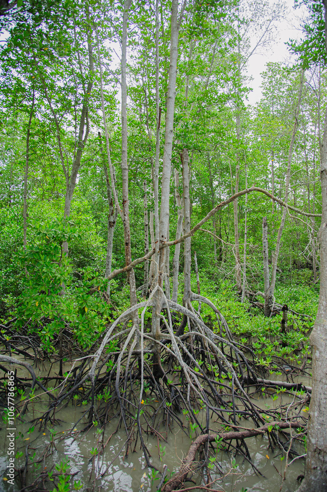 Mangrove forests on the seaside indicate the richness of nature. Mangrove forests on the seaside indicate the richness of nature.