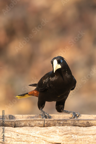 crested oropendola on branch photo