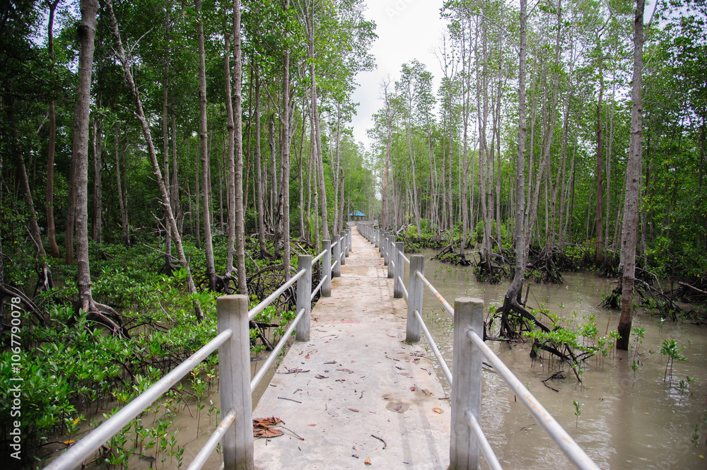 Concrete sidewalk for walking through the nature of the mangrove forest. Concrete sidewalk for walking through the nature of the mangrove forest.