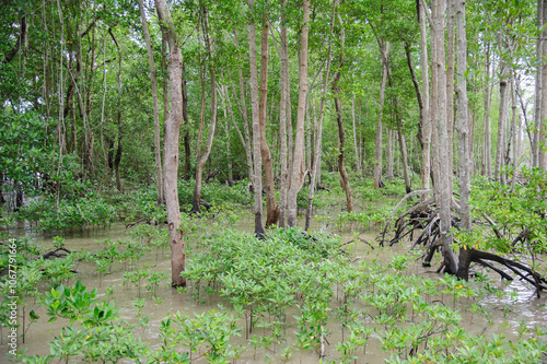 Mangrove ecosystem, mangrove trees, Thailand photo