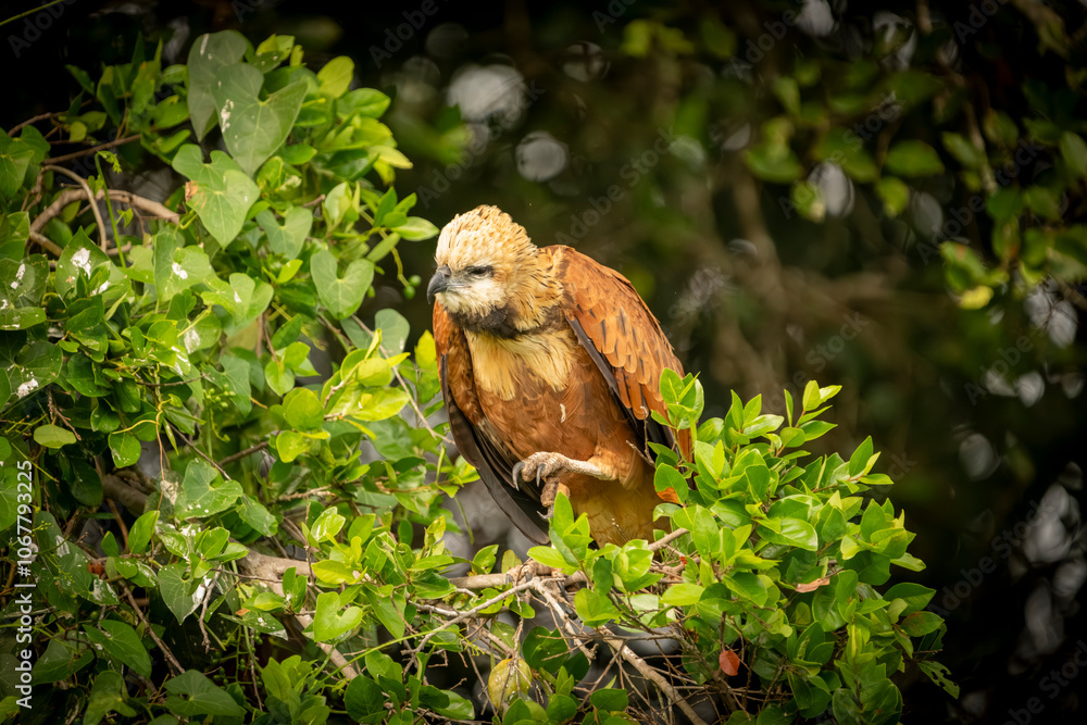 Black-collared hawk in tree surrounded by green foliage, Black-collared hawk in tree surrounded by green foliage,