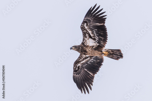 Φωτογραφία Bald eagle juvenile flying against overcast sky 2