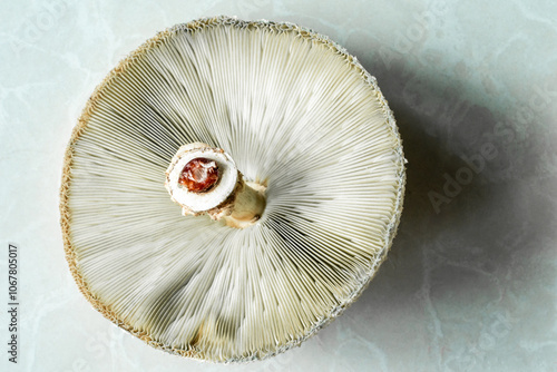 Closeup of mushroom gills on a white mushroom photo